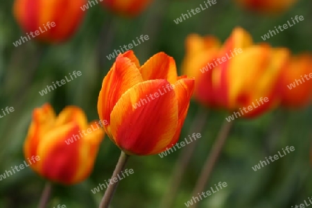 Tulpe