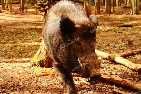 Wildschwein Keiler