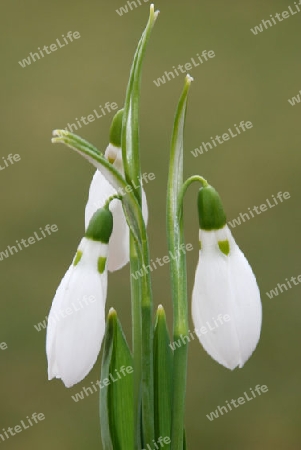 Snowdrop