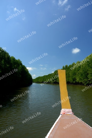 The mangroves at a lagoon near the City of Krabi on the Andaman Sea in the south of Thailand. 