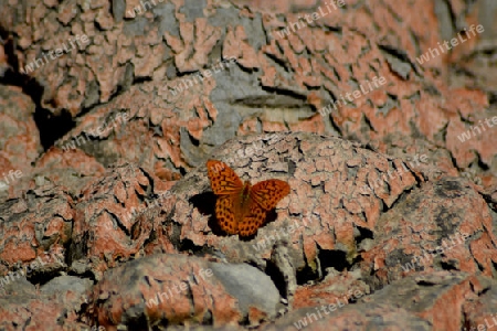 Schmetterling