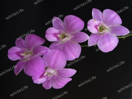 Orchidee