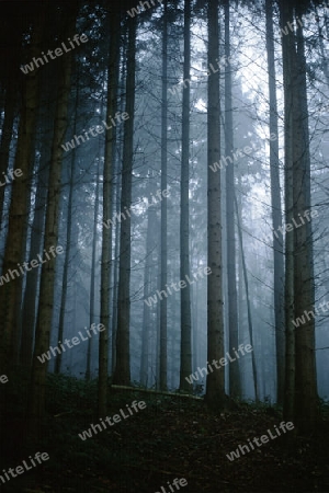 Wald