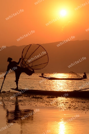 Fishermen at sunset in the Landscape on the Inle Lake in the Shan State in the east of Myanmar in Southeastasia.