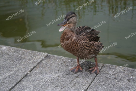 ente