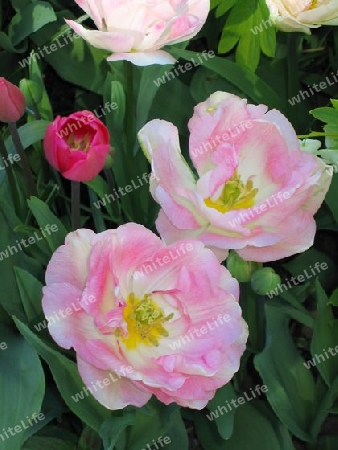 Pink Tulips in Park