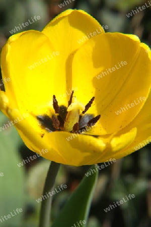 Tulpe0611