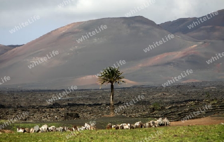 The volcanic Hills and Palmtrees on the Island of Lanzarote on the Canary Islands of Spain in the Atlantic Ocean.
