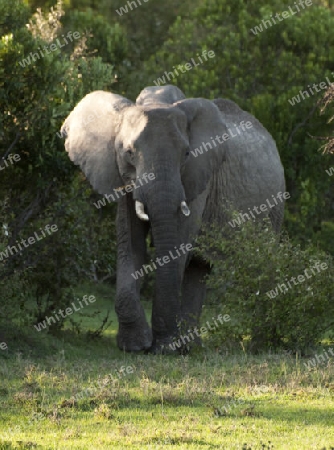 Elefant Serengethi