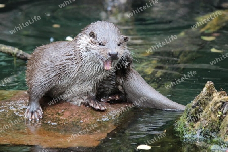 Otter