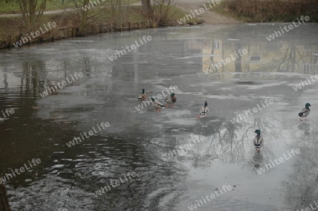 Enten am Teich