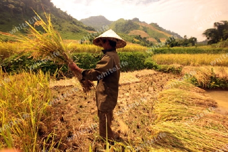 Ein Reisfeld in der Bergregion beim Dorf Kasi an der Nationalstrasse 13 zwischen Vang Vieng und Luang Prabang in Zentrallaos von Laos in Suedostasien. 