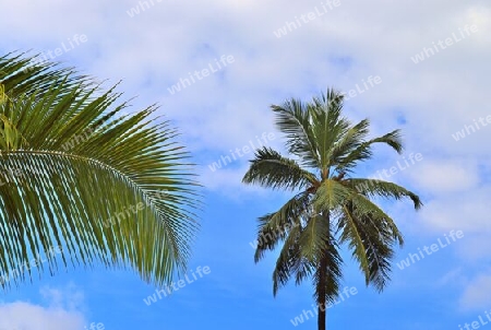 Beautiful palm trees at the beach on the tropical paradise islands Seychelles