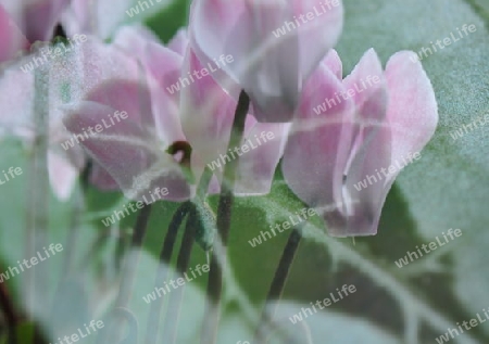 Cyclamen Alpenveilchen