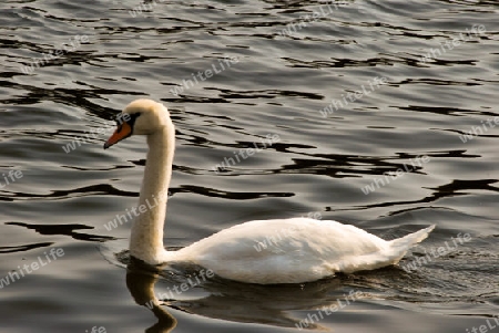 Schwan