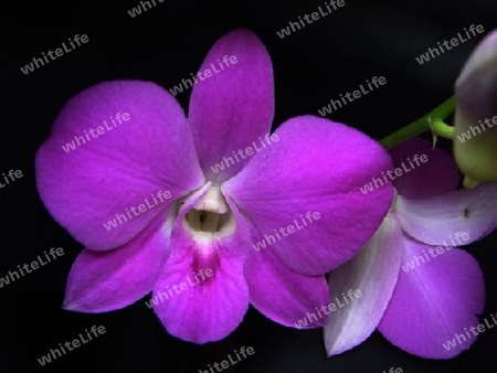 Orchidee