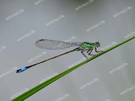 Gro?e Pechlibelle (Ischnura elegans)