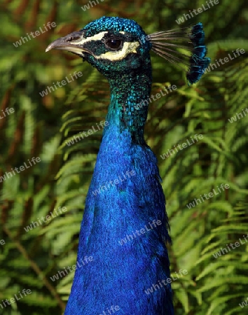 Pfau