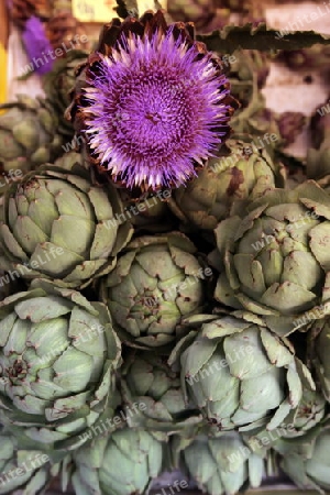 the market in the old town of Freiburg im Breisgau in the Blackforest in the south of Germany in Europe.