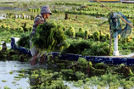 Die Ernte in der Seegrass Plantage auf der Insel Nusa Lembongan der Nachbarinsel von Bali, Indonesien.