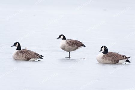 Branta canadensis,  Kanadagans