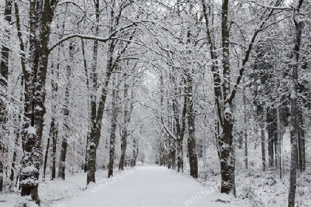 Schnee im Wald