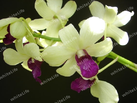 Orchidee