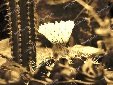 Kaktusbl?te botanischer Garten M?nchen