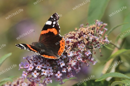 Schmetterling Admiral