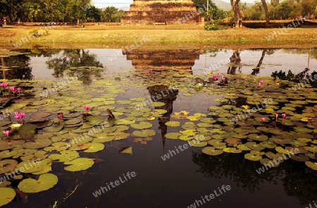 Ein Chedi beim Wat Mahathat Tempel in der Tempelanlage von Alt-Sukhothai in der Provinz Sukhothai im Norden von Thailand in Suedostasien.