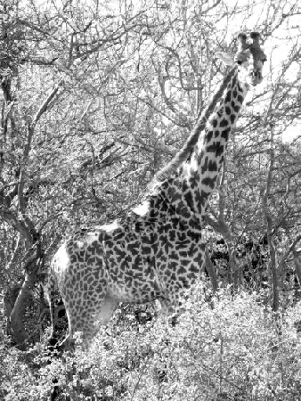 Giraffe, in, Tsavo, West, Kenya, Kenia, Afrika