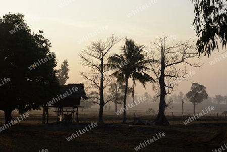 Die Landwirtschaft mit Reisfeldern im Winter bei Amnat Charoen im Isan im osten von Thailand,