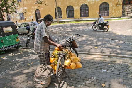 Verkauf von K?nigskokosnuss in Sri Lanka