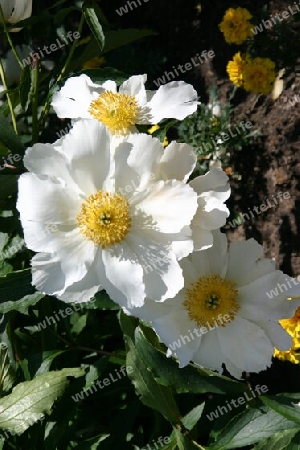 Weißer Mohn