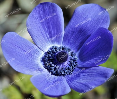 Anemone 2