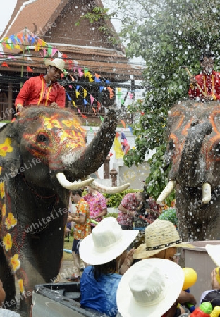 Das Songkran Fest oder Wasserfest zum Thailaendischen Neujahr ist im vollem Gange in Ayutthaya noerdlich von Bangkok in Thailand in Suedostasien.  