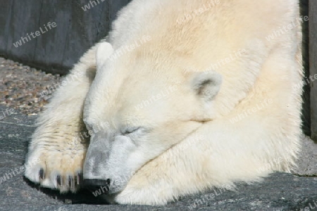 Detail view of a sleeping polar bear 