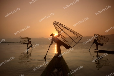 Fishermen at sunrise in the Landscape on the Inle Lake in the Shan State in the east of Myanmar in Southeastasia.