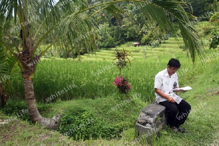 Asien, Suedost, Indonesien, Bali, Insel, Jatiluih, Zentral Bali, Landschaft, Natur, Reisfeld, Landwirtschaft, Alltag, mann,    (Urs Flueeler) 