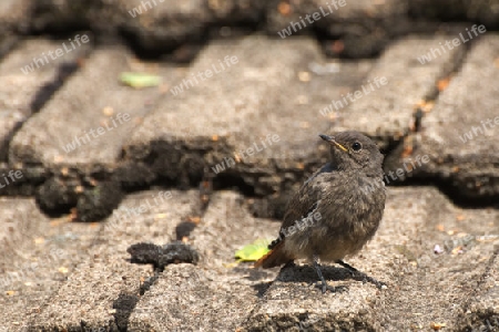 Junger Hausrotschwanz