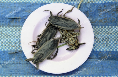 Insekten auf dem Markt in Amnat Charoen im Isan im osten von Thailand,