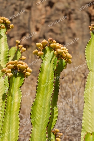 Flora auf den Kanarischen Inseln