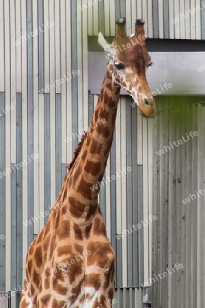 Giraffe