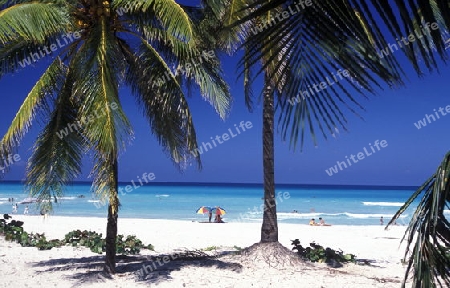 a beach on the coast of Varadero on Cuba in the caribbean sea.