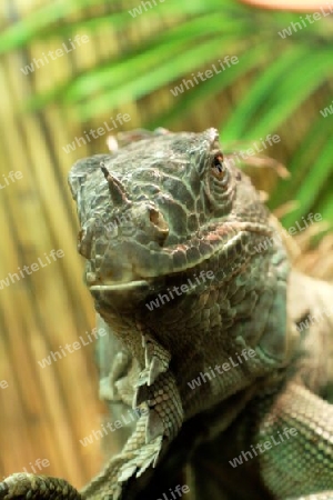 kopf von einem weiblichen leguan