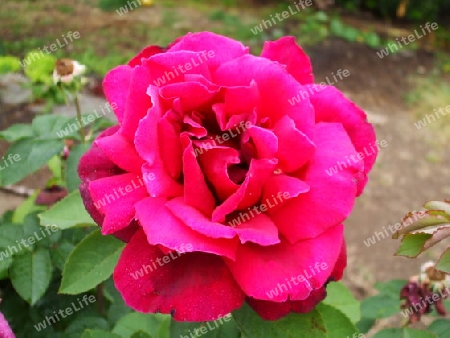 rote Rose