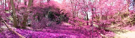 Beautiful pink and purple infrared panorama of a countryside landscape with a blue sky.