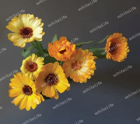 Gerbera bouquet  - closeup view from abowe pictural