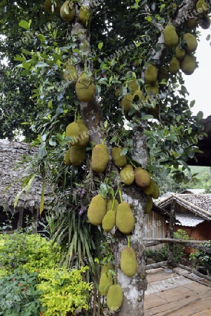 Jackfruechte an einem Baum beim Dorf Mae Hong Son im norden von Thailand in Suedostasien.