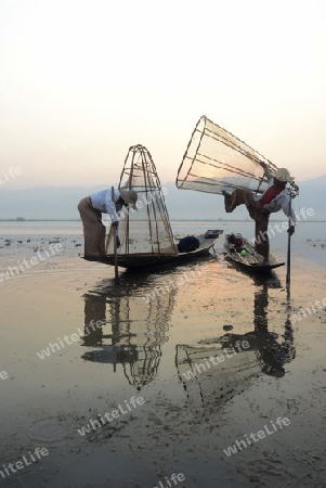 Fishermen at sunrise in the Landscape on the Inle Lake in the Shan State in the east of Myanmar in Southeastasia.